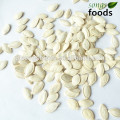 Shineskin high quality Pumpkin Seeds suppliers